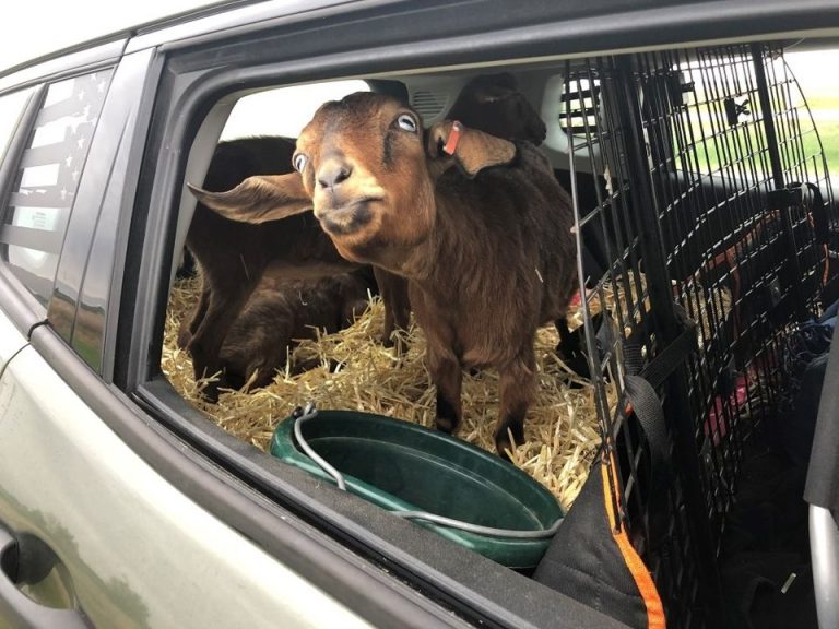 Woman Stopped for Speeding with Goats in the Car | Lakes Area Radio